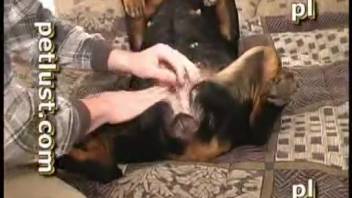 Guy screws canine in wild footage during live webcam broadcast