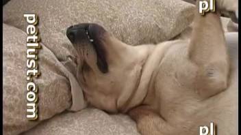 Aroused guy fingers his dog and then pounds it wildly