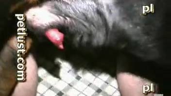 Aroused guy fucks his female dog in the cunt and loves capturing the whole thing on video