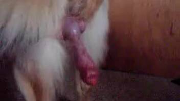 Intense scenes of bestiality with a promiscuous spouse on webcam