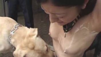 Obedient Asian beast lover laps at a canine cock in tight shot