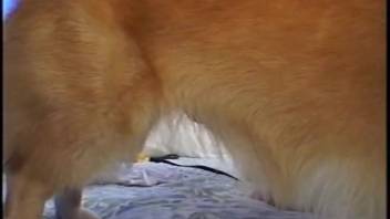 Ebony canine and skilled Asian bestiality enthusiast engage in intercourse in Beast XXX Animal Erotica