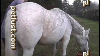 Delightful bestiality video featuring a white horse and a dirty farmer