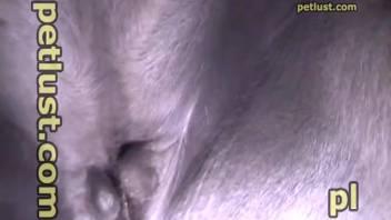 Farmer sporting a massive erection is pounding his beautiful horse from behind