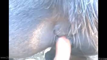 Stiff cock from a guy fills stud horse's butt with cum