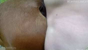 Rancher with erect cock drills his personal chestnut horse from the rear