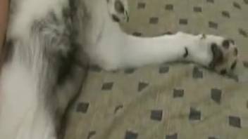 Alluring Husky dog and twisted bestiality enthusiast are fucking in the bedroom
