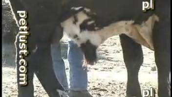 Rancher in skinny jeans anally penetrates a cow in doggystyle position