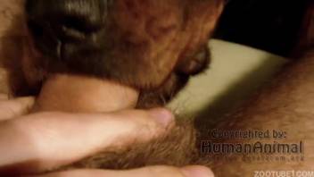 Canine tongues and fellates bestiality lover's penis in tight shot