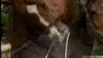 Incredible rural zoophilia scene featuring a horsewoman and a stud horse