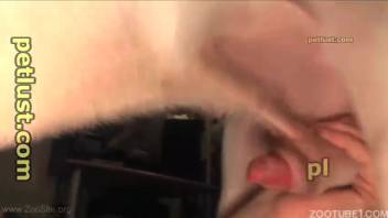 Pale canine vigorously pounds twisted bestiality enthusiast from the rear