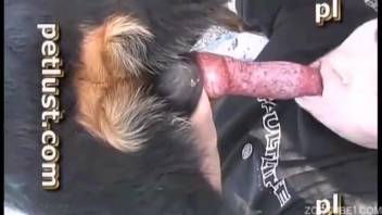 Stunning babe expertly blows her pup's stiff cock on the ranch