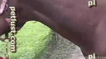 Homemade bestiality session with a lustful guy and his chestnut horse