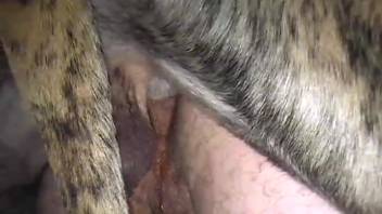 Animal enthusiast mounted by his massive canine in an intimate video footage.