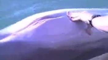 Aroused guy digitally penetrates a dolphin live on webcam