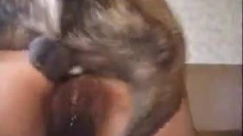 Expectant cutie is anally fucked by a hung canine