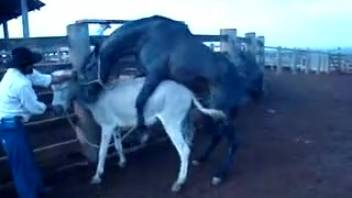 Cowboy observes stunning ebony stallion mounting a donkey