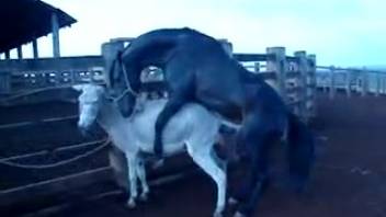 Well-endowed stud pounding a filly's snug breeding pussy