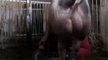 Massive aroused swine ravaging that narrow opening doggystyle