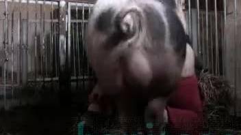 Swine savagely penetrates youthful vixen in her vagina and anus