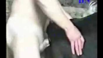 Guy savagely bangs the heifer in her cunt and butthole
