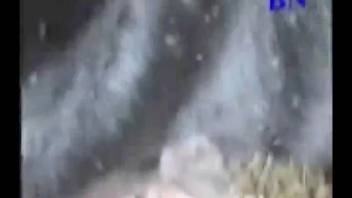 Man ravages a cow's vagina and unleashes his huge cumshot