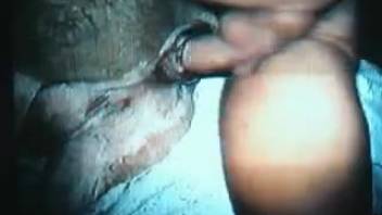 Skilled horse gets his rear pounded by aroused animal lover
