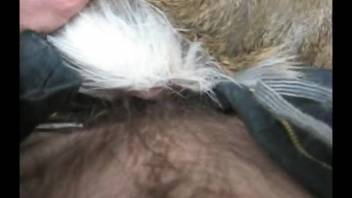 Incredible rancher teases and enters a fine barnyard creature in doggy position from personal view