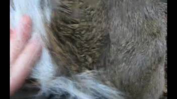 Intimate first-person footage centered on intercourse with an animal's vagina