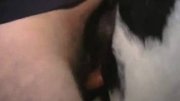 Obese guy thrusts his stiff cock deep into the stud's butthole