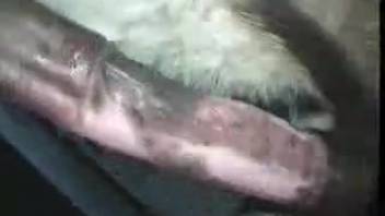 Intense close-view animal intercourse clip that'll shatter your senses