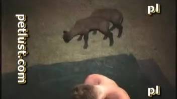 Weird dude enjoys messing around with naive lambs in the shed