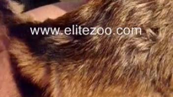 Plump beast-lover savagely pounding a canine's narrow slit