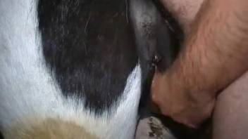 Insane animal enthusiast pounding a horse's tempting vagina