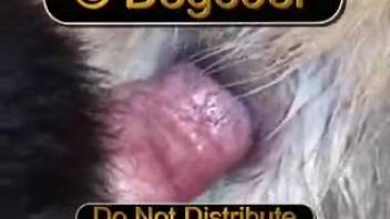 Intimate footage showing a canine's knot penetrating another dog's orifice