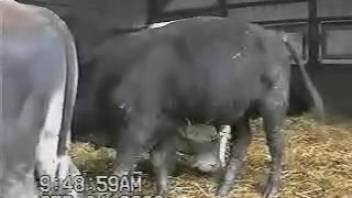 It's great to watch a fine black stud showing off his aroused cock