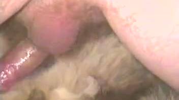 Beastiality lover despises women and believes animal vagina is superior