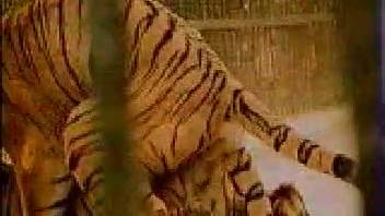 Incredible to watch two fierce tigresses banging in the doggy style position