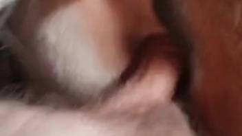 Guy roughly pounding a chestnut filly's wet pussy