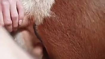 Intense equine vagina pounding footage featuring a well-endowed man