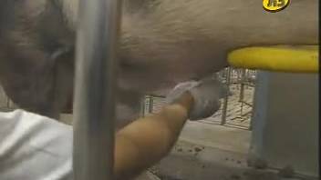 Swine's dick being stroked on camera