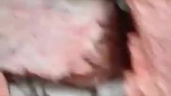 Guy banging a cow and then blowing his load inside that slit