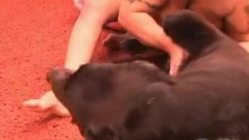 Voluptuous-assed older dark-haired woman being subdued by her canine