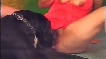 Plump spouse gets screwed by the canine after performing oral on a penis