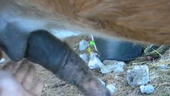 Masculine bestiality lover masturbating a horse's penis in first-person view