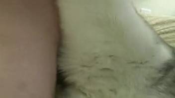 Guy Anally Bangs Canine