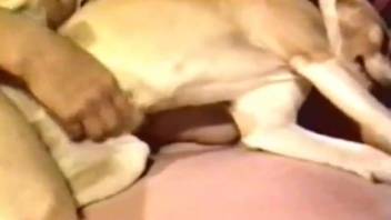 Domestic clips featuring intense bestiality acts between females and their pet dogs