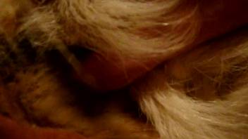 Intense bestiality XXX clips showing a man finger-banging his dog roughly