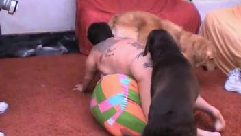 Curvy dark-haired woman subdued by massive canine penis