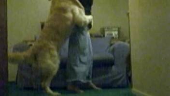 Nice white Labrador dog bangs a cute brunette chick in doggy position